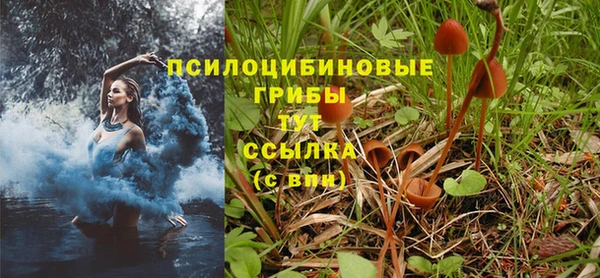 прущие грибы Алзамай